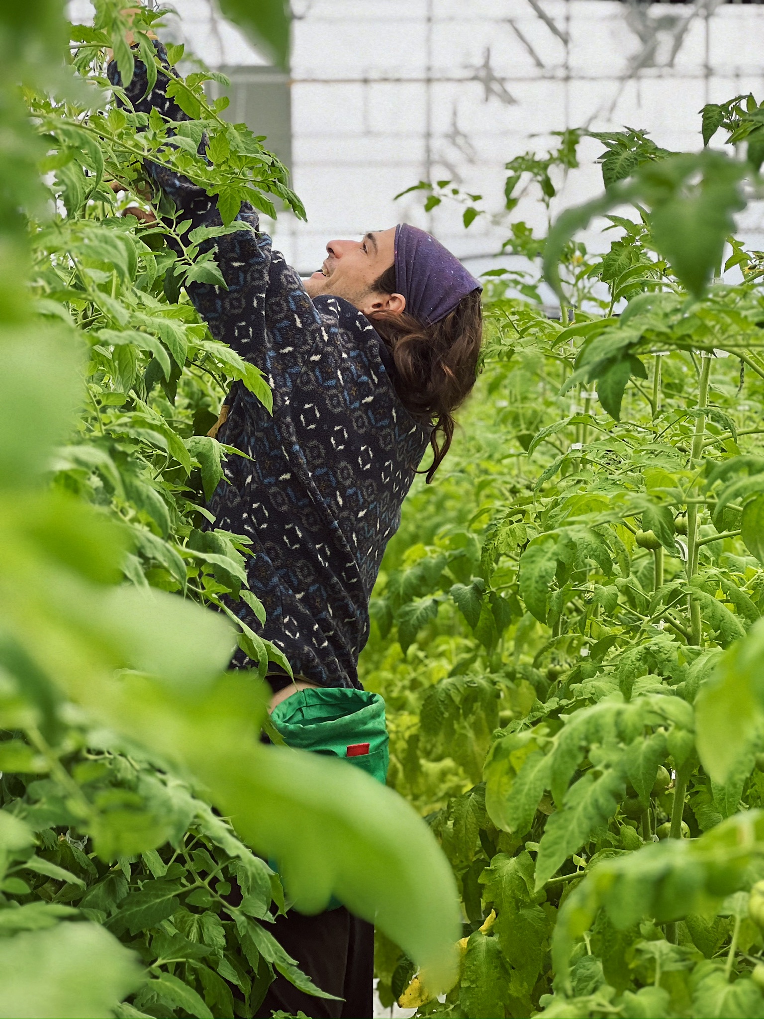 Market gardener tending tomato plants in a greenhouse, hands raised among the foliage