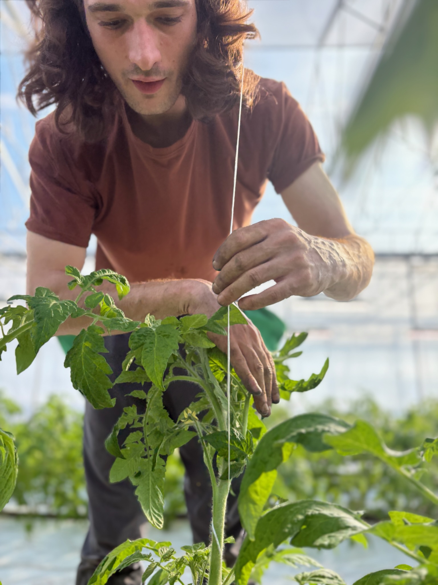 A farmer training a young tomato plant onto a string trellis in the greenhouse