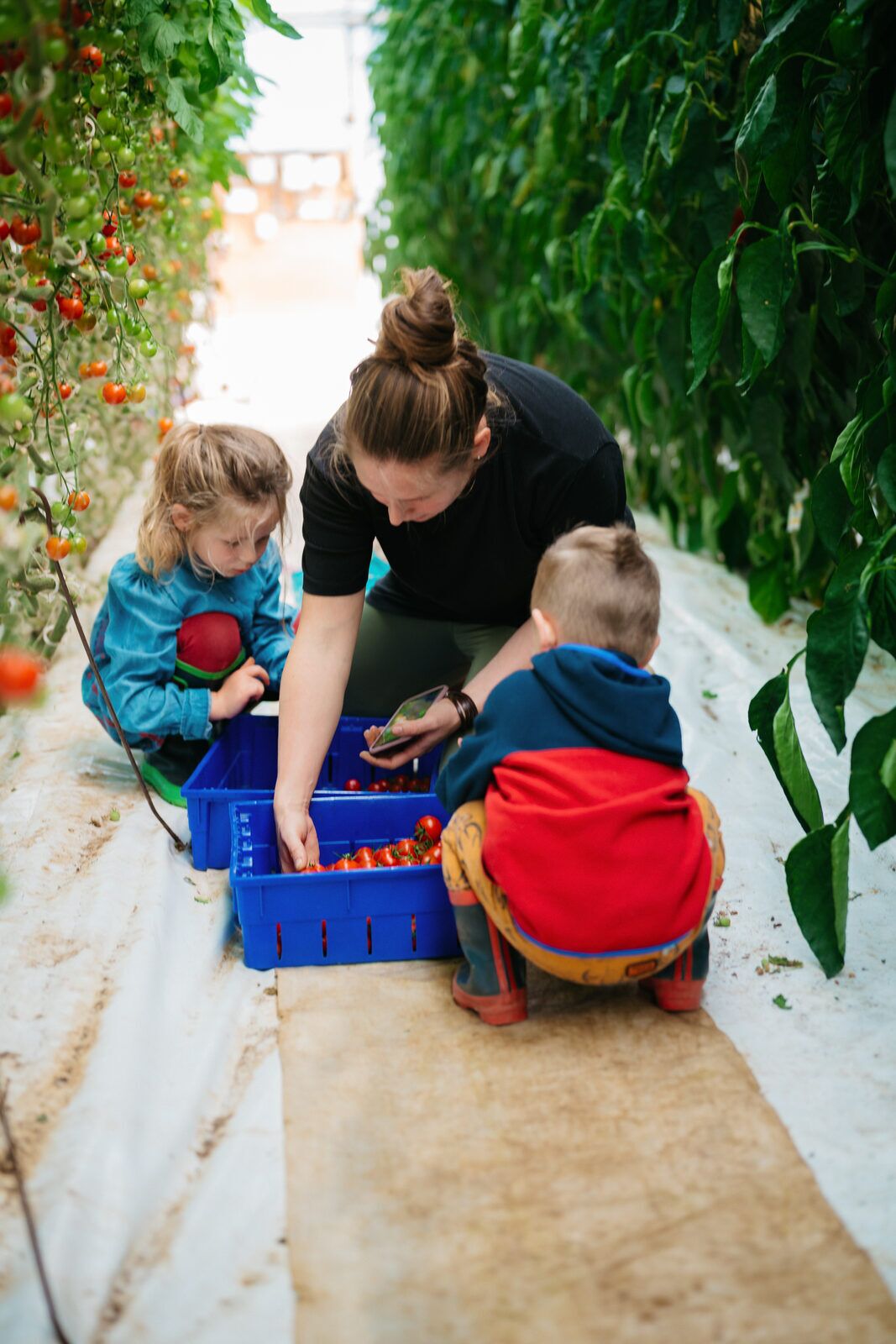 A market gardener harvests cherry tomatoes into a blue crate in a greenhouse, two young children crouched beside her helping