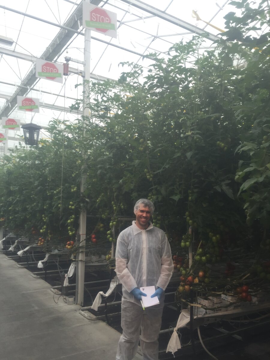 Andrew Mefferd walking the rows inside a large industrial tomato greenhouse