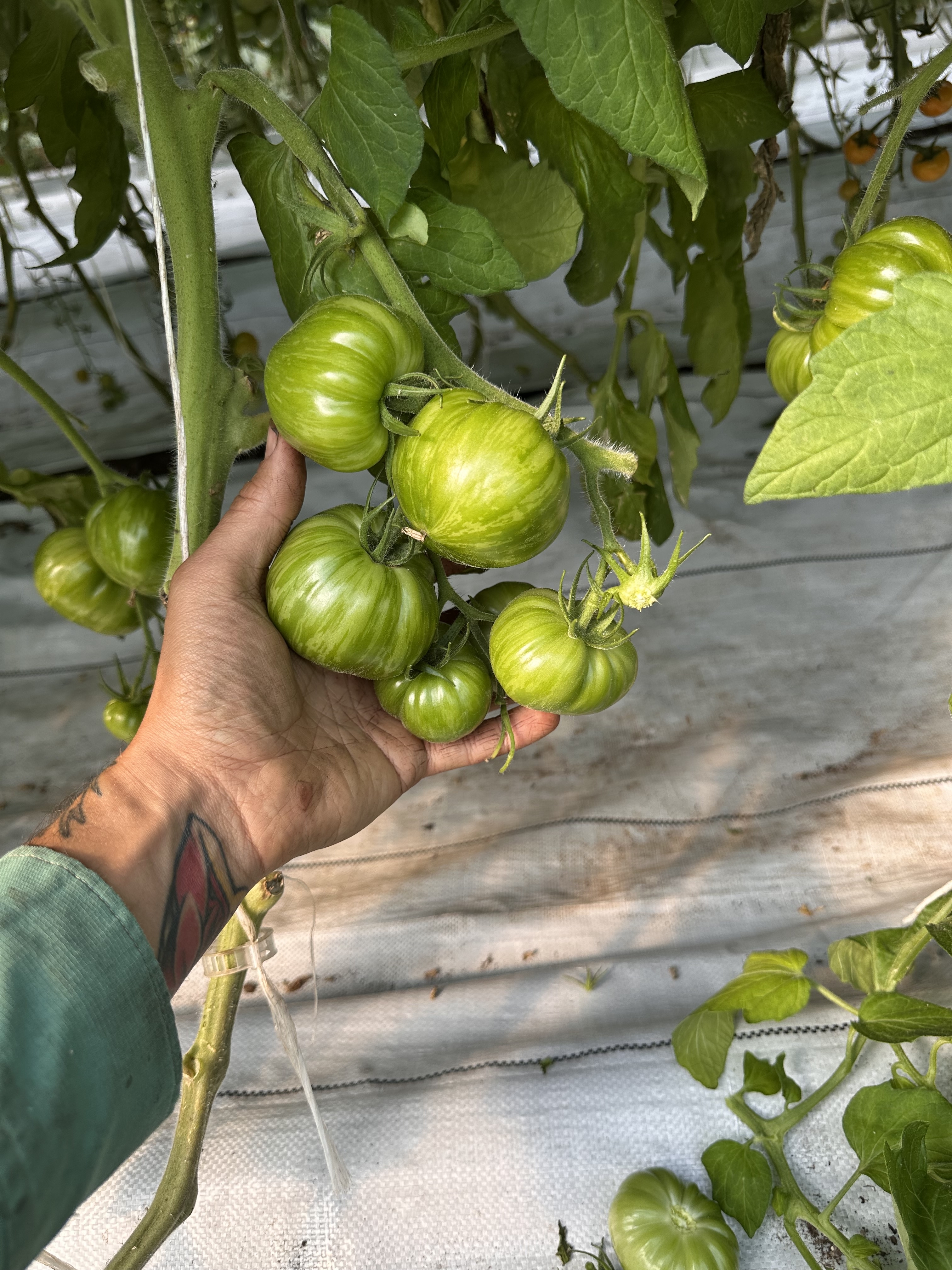 A farmer's hand cupping a cluster of green tomatoes in the greenhouse