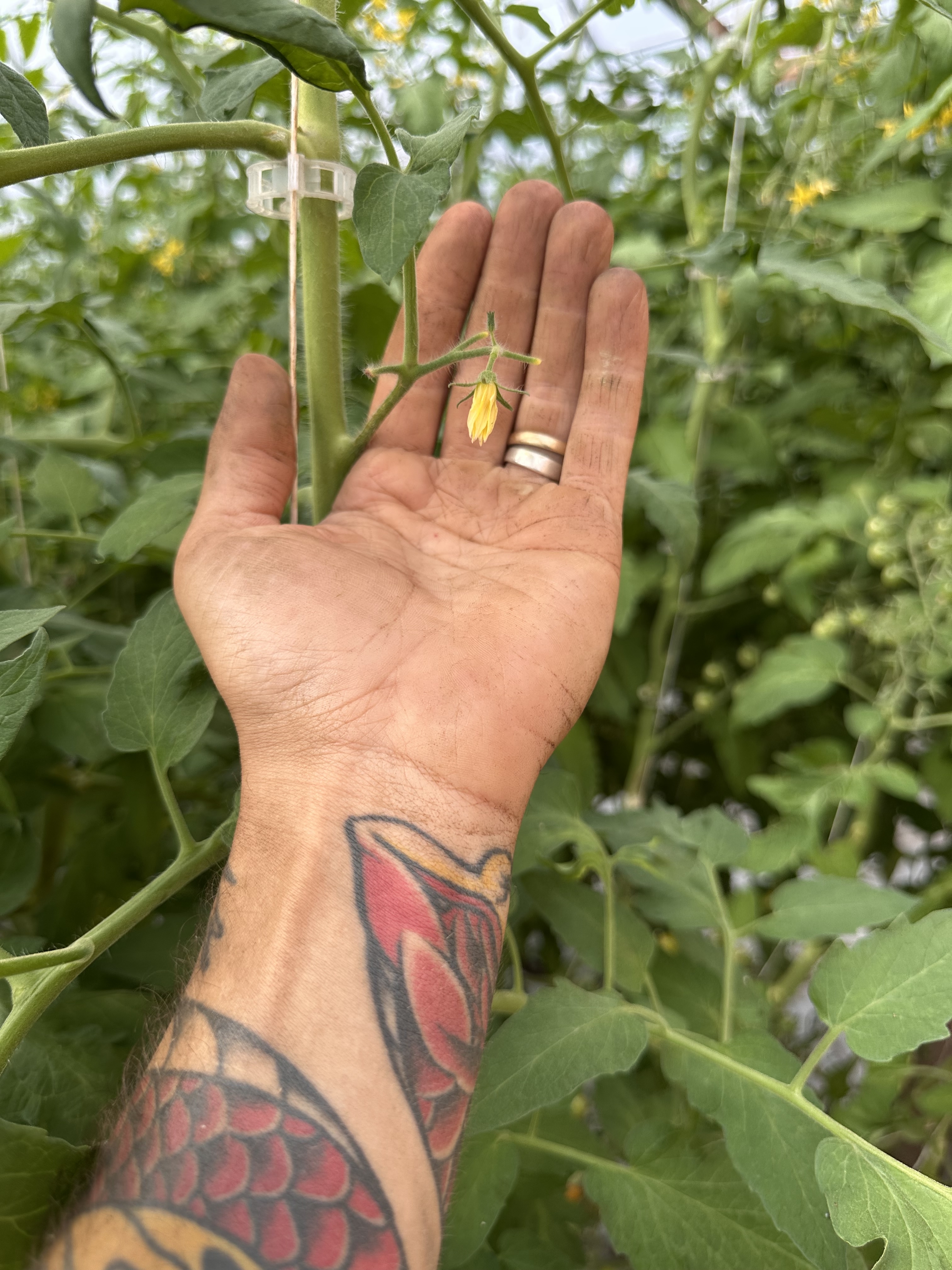 A farmer's hand cradling a young tomato flower in the greenhouse