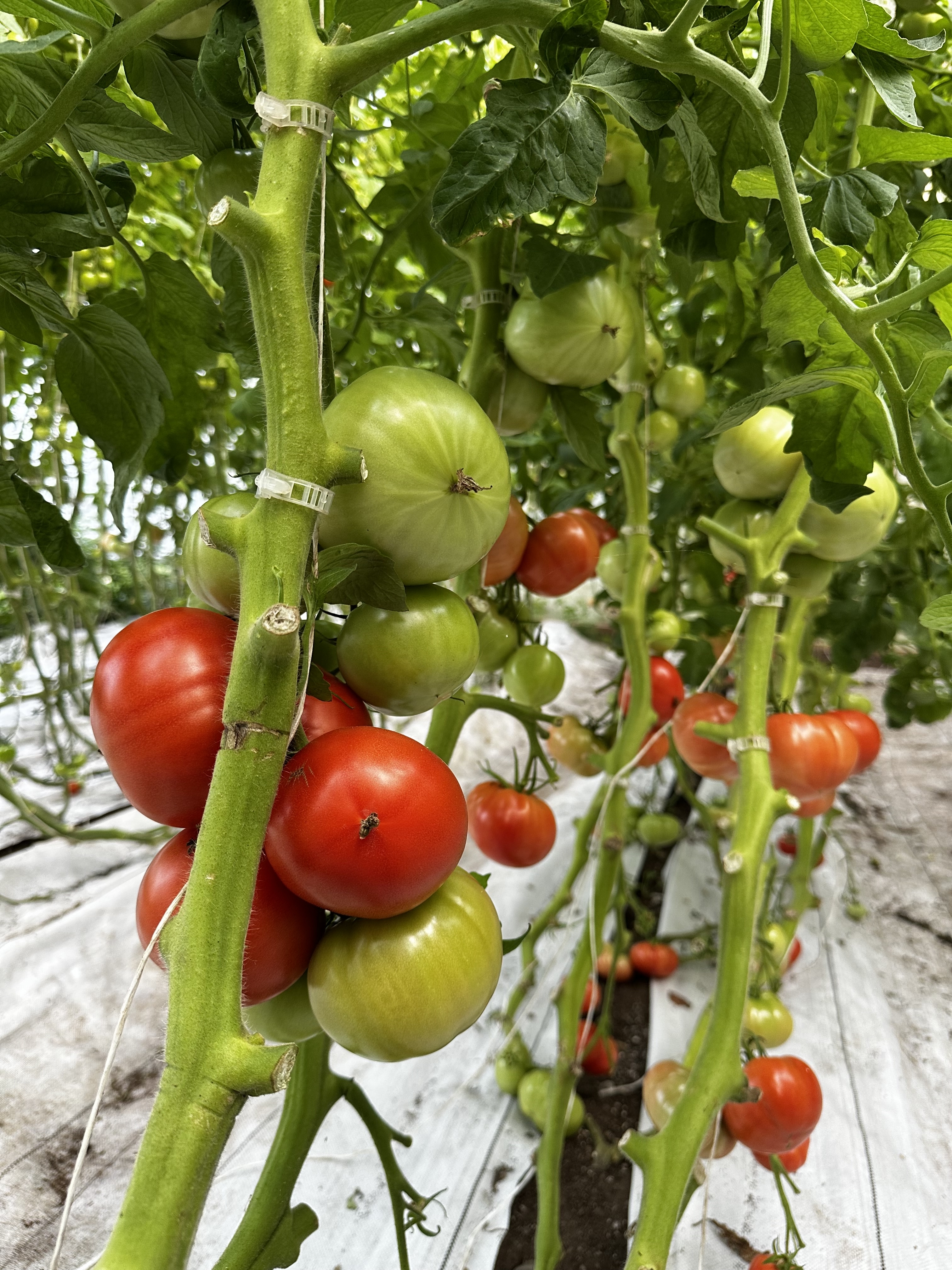 A row of fruit-loaded tomato plants at Ghost House Farm, July 2025