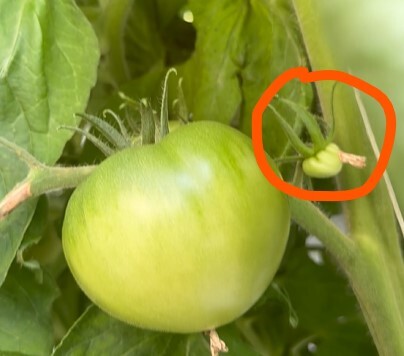 stunted tomato